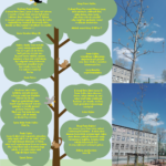 Nasz Pan Dąbek- symbol siły, wytrwałości i odwagi…