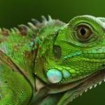 Oko w&nbsp;oko z&nbsp;jaszczurkami