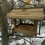 Wiewiórka Gosia radzi