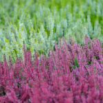 Kwiaty za&nbsp;elektrograty